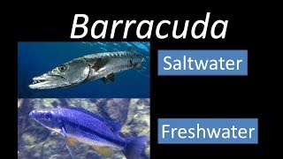 Species Monday Malawi Barracuda [upl. by Dranyer866]