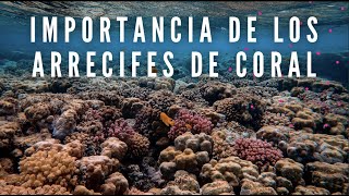 IMPORTANCIA DE LOS ARRECIFES DE CORAL [upl. by Ihana14]