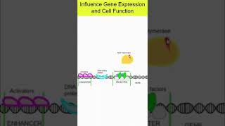 AP Bio 43 Signal Transductionapbiology apbio [upl. by Munn]