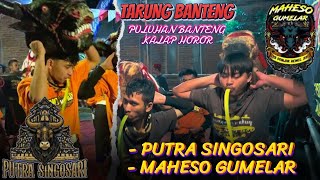 Tarung Banteng‼️PUTRA SINGOSARI feat MAHESO GUMELAR Kalapan Super Horor Full Banteng Mberot [upl. by Hastie]