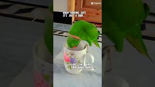 Cutebirdsshortlovelyparrotshorttakingshortbreckfast🤪🤪🦜🦜🥰🥰❤️❤️ [upl. by Nirrat]