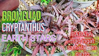 BROMELIAD CRYPTANTHUS  BLACK MYSTIC  EARTH STARS PLANT [upl. by Ilera]