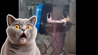 NEW VIDEO Immigrants Eating Cats in Ohio Proven True [upl. by Gerson253]