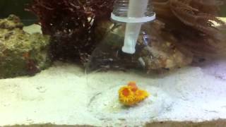 Feeding Brine Shrimp to My Sun Coral [upl. by Aleak300]