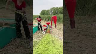 Ultrafine grass pulping machine licorice can be powdered wet grass can be pulped corn [upl. by Huberman]