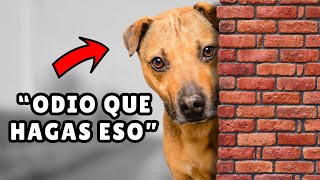 11 COSAS que los perros ODIAN y su explicación [upl. by Oniger]