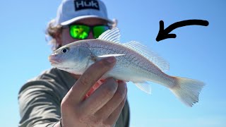 SNOOK Fishing with LIVE Croakers [upl. by Ferren]