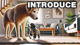 How To Introduce A New Puppy To An Older Dog Explained [upl. by Lyall]