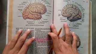 Guidelines Of Cerebral CortexChapter NeuroanatomyA general view of the complete chapterneurology [upl. by Misha]