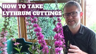 How to Take Lythrum Loosestrife Cuttings  What Cuttings to Take Now in Summer  Propagating Tips [upl. by Dwyer]