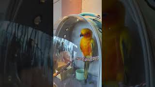 🧡 🤗 sunparakeet sunconure birds aratinga cutebird parrot shorts miss trend subscribe [upl. by Nylevol97]