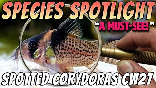 Spotted Corydoras CW027  Rare Aquarium Catfish [upl. by Tavis58]