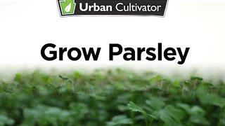 How to Grow Parsley Indoors  Urban Cultivator [upl. by Zippora]