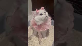 Funny animal videos I found on Instagram and Tiktok shorts funnyanimals cat funnypets funny [upl. by Eelano994]