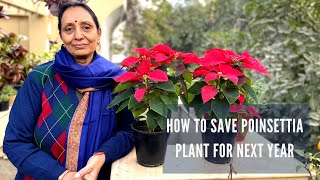 Poinsettia Care  How to Grow and Care Poinsettia Plant  How to Save Poinsettia Plant For Next Year [upl. by Jone]