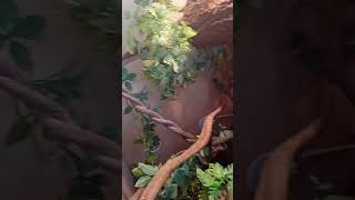 my veiled chameleon pascal and enclosure reptiles veiledchameleon shorts [upl. by Htevi]