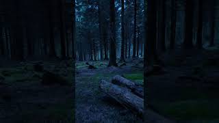 Dark Forest XXI nature naturephotography naturevideography relaxing darkaesthetic foryou [upl. by Nevanod576]