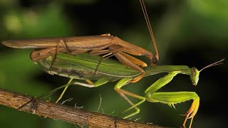 Спаривание и размножение богомолов mating and reproduction of mantises 螳螂的交配和繁殖 カマキリの交配と繁殖 [upl. by Ingalls161]