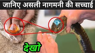 क्या नागमणि सच में होती है 😱  जानिए असली नागमणि की सच्चाई देखिए 🐉  Real nagmani truth shorts [upl. by Atinnor]