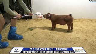 Lot 5 Sheiss Livestock Sale Sept 24 17 September 2024 11 25 59 AM [upl. by Choo]