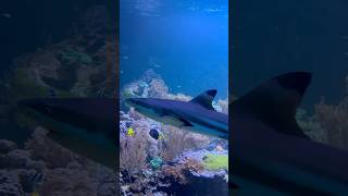 Cute Sharks in real life attacks  shorts shark fyp animals [upl. by Naitsabes]