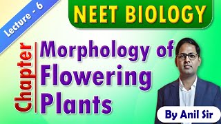 Morphology of flowering plants L6 neetbiology morphologyoffloweringplants [upl. by Alon196]