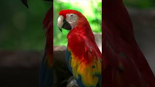 WOW PARROTS  4K ULTRA HD parrot birds shorts [upl. by Atiekram]