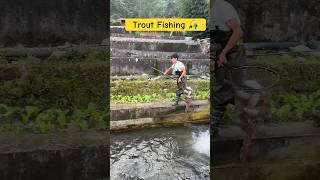 Trout Fishing goviral fishing aquaculture fish nepal fishfarming viralshort viralvideo [upl. by Atauqal934]