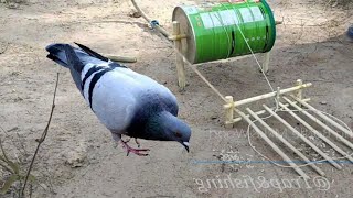 Best Unique Pigeon Trap Make from Dupro Milk Bottle  Easy Bird trap [upl. by Mcnully]