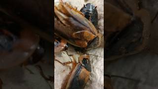 A bunch of friendly amp beautiful breeder dubia roaches 💗😁🪳reptiles bug roaches insects feeder [upl. by Irac]