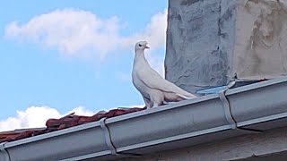 KAÇAK GÜVERCİN YAKALADIKBEYAZ PERÇEM SON DURUM pigeon birds güvercin [upl. by Adliw]