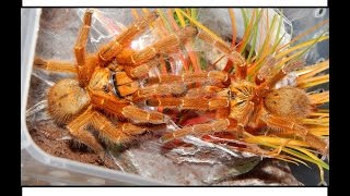 PMurinus OBT Breeding Video  Orange Baboon Tarantula Pairing 1 [upl. by Anet]