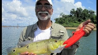 PEACOCK BASS TUKUNARI FISHING IN SURINAME WITH RAYMOND SOEKHAN ON LAKE BROKOPONDO [upl. by Daria]