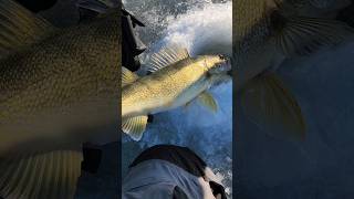 The fourth biggest walleye of the weekend going back fishing icefishing viral walleye MN fish [upl. by Otrebliw]