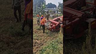 Harvesting 🎑 farming farmers soyabean kabootrisong desi village villagelife [upl. by Celisse342]