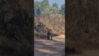 Corbett dhikala zone tiger sighting [upl. by Rramaj]