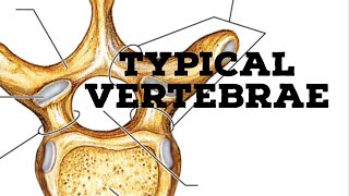 Typical vertebrae [upl. by Matteo]