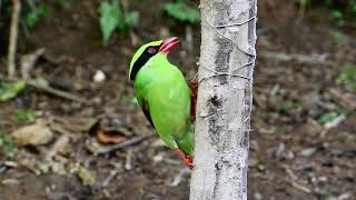 Common green magpie [upl. by Anchie807]