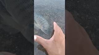 big fish catching videos 2024 😲🐠 fish fishing bigfish mrxfishing fishingvideo bigfishvideo [upl. by Aistek]