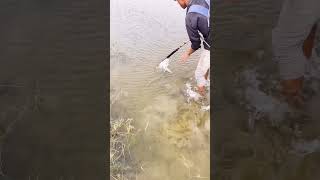 Unbelievable fishing in river [upl. by Acinorrev337]