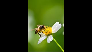 UNA ABEJA bajo el Microscopio Casero SHORT [upl. by Anemij561]