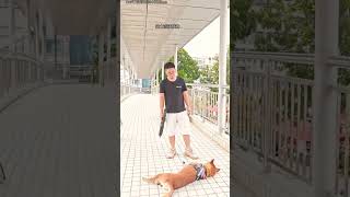 I am training my dogs shortvideos pets [upl. by Ahsimit623]