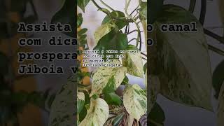 Jiboia Variegatajiboiavariegata greenhome plantas jardinagem [upl. by Niall177]