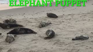 Elephant puppets grey seal update [upl. by Winfred]