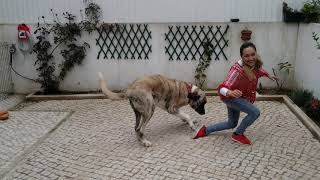 Dança com o Torrão Cão  Raça rafeiro Alentejano [upl. by Alair]