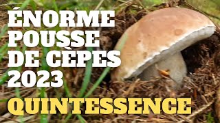 Cèpe une pousse exCEPtionnelle  LA QUINTESSENCE  Saison des cèpes 2023 cèpes champignons [upl. by Haldane645]