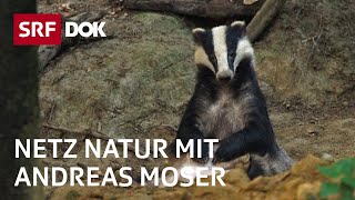 Der Dachs – das heimlichste Wildtier der Schweiz  NETZ NATUR mit Andreas Moser  DOK  SRF Wissen [upl. by Nonregla]