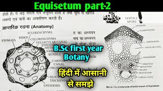 Equisetum part2nd  Anatomy of Equisetum BSc first year Botany second semester [upl. by Laicram]