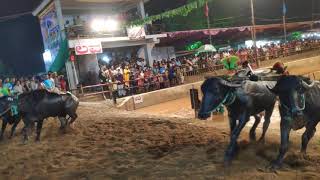 MIYAR KAMBALA 🔥 ಲವ ಕುಶ ಜೋಡುಕರೆ ಕಂಬಳ ಮಿಯಾರು VideoLabb [upl. by Westley]