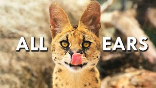 Servals Are Like 90 Ears [upl. by Libnah]